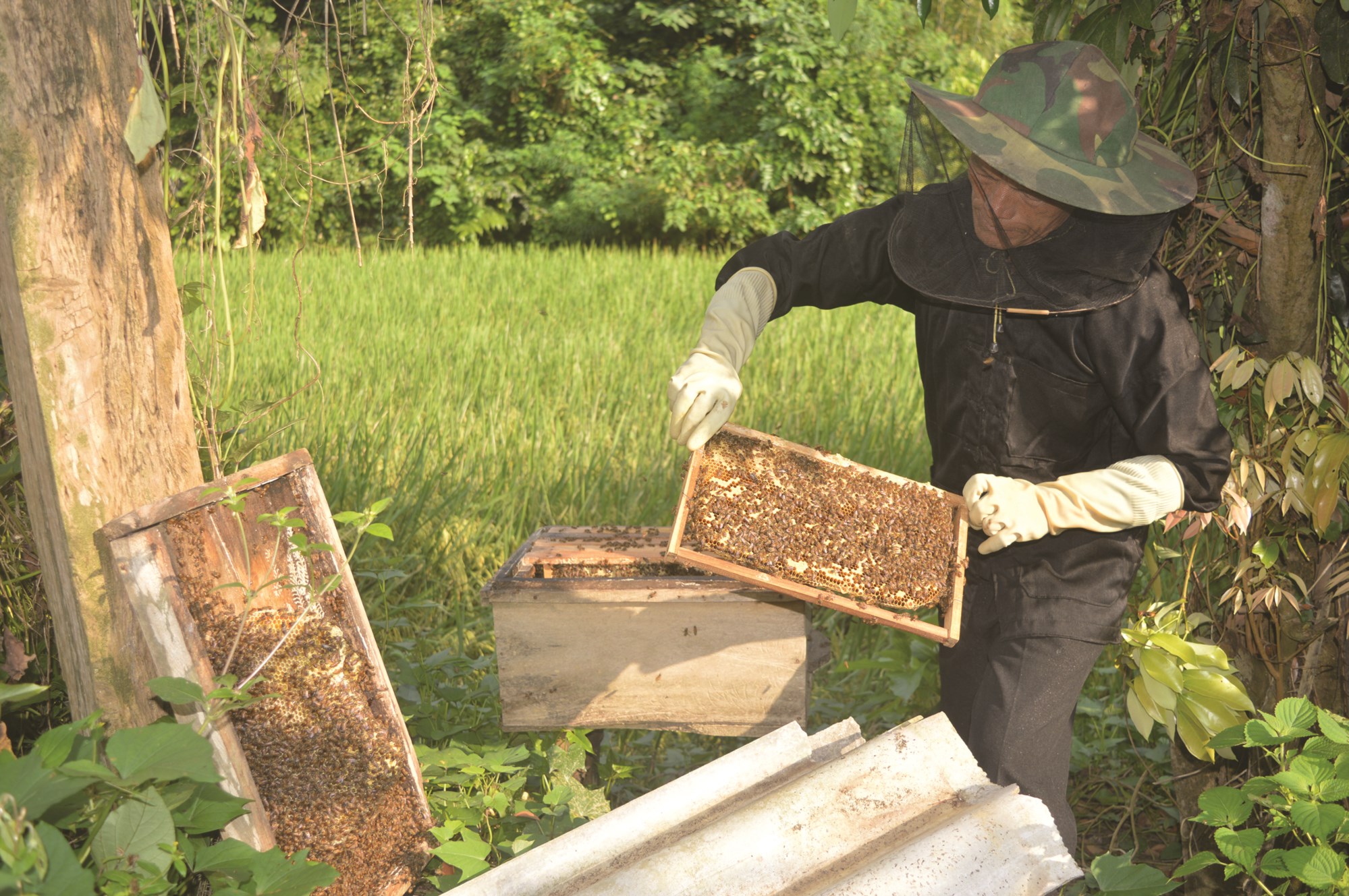 Thị trường tiêu thụ mật ong mang lại kinh tế cao cho dân nuôi